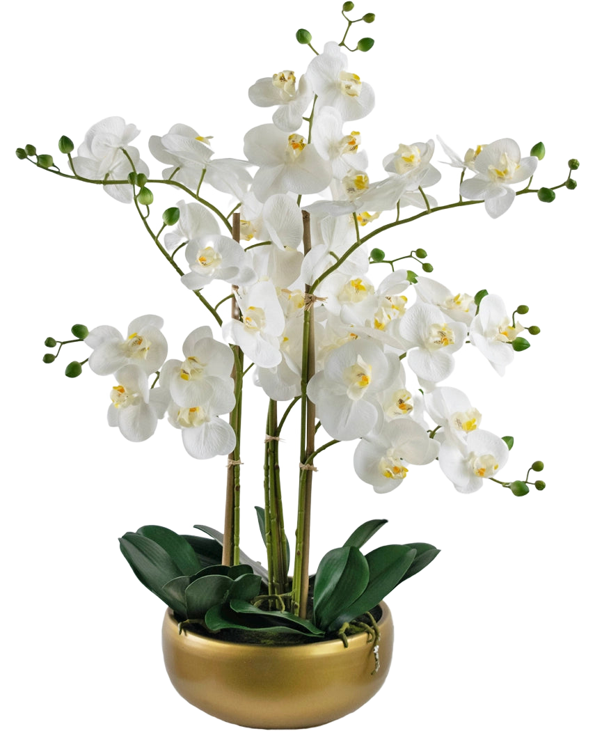 De Kunst Orchidee Real Touch 50 cm wit heeft levensechte witte orchideeën met gele hartjes en groene knoppen, allemaal gerangschikt met groene bladeren in een stijlvolle gouden pot.