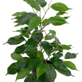 De Kunstplant Ficus in Pot 40 cm heeft talrijke groene bladeren en slanke bruine stelen tegen een effen witte achtergrond.
