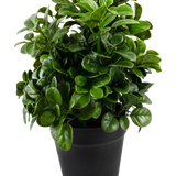 De Kunstplant Petunia 24 cm heeft dichte, ronde, glanzend groene bladeren op korte stelen, gerangschikt in een eenvoudige zwarte pot en tegen een effen witte achtergrond.