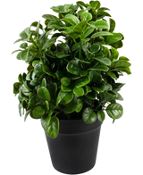 De Kunstplant Petunia 24 cm wordt getoond met levendige, glanzende ovale bladeren in een strakke zwarte pot, tegen een effen witte achtergrond.
