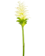 De Kunstbloem Kurkuma 80 cm is een enkele witte kurkuma bloem met gelaagde bloemblaadjes en lichtgroene bladeren op een lange groene steel, geïsoleerd op een witte achtergrond.