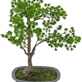 De Kunstplant Bonsai Juniper 40 cm heeft een slanke stam en weelderig groen blad en staat in een ondiepe rechthoekige grijze pot met mos. De achtergrond is effen wit.