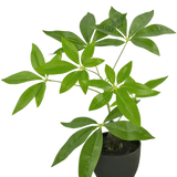 De Kunst Pachira 30 cm is een kunstgeldboom in pot met meerdere stammen en glanzend groene bladeren in een zwarte pot, tegen een effen witte achtergrond.
