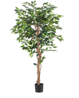 De Kunstplant Ficus Groen 180 cm is een hoge kunstplant met weelderige groene bladeren en een gedraaide bruine stam, weergegeven in een kleine sierpot tegen een witte achtergrond.