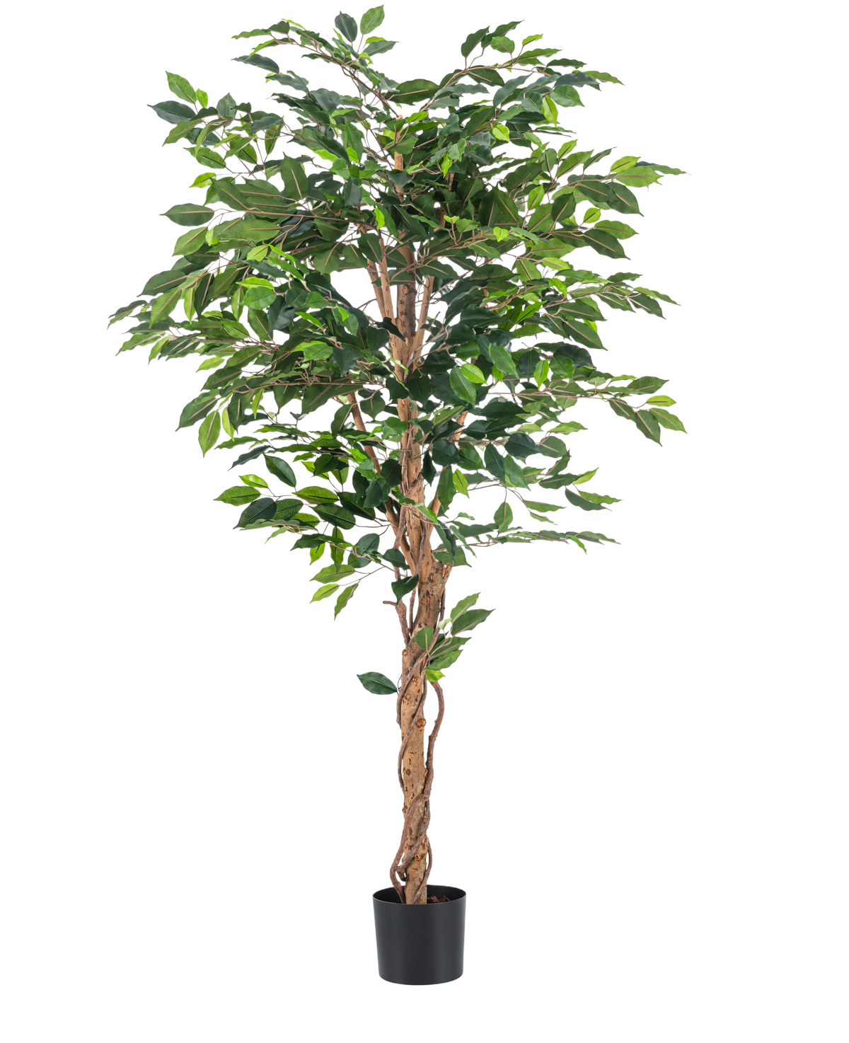 De Kunstplant Ficus Groen 180 cm heeft weelderige groene bladeren en een gedraaide bruine stam in een eenvoudige zwarte pot, tegen een witte achtergrond - ideaal om te combineren met stijlvolle sierpotten.