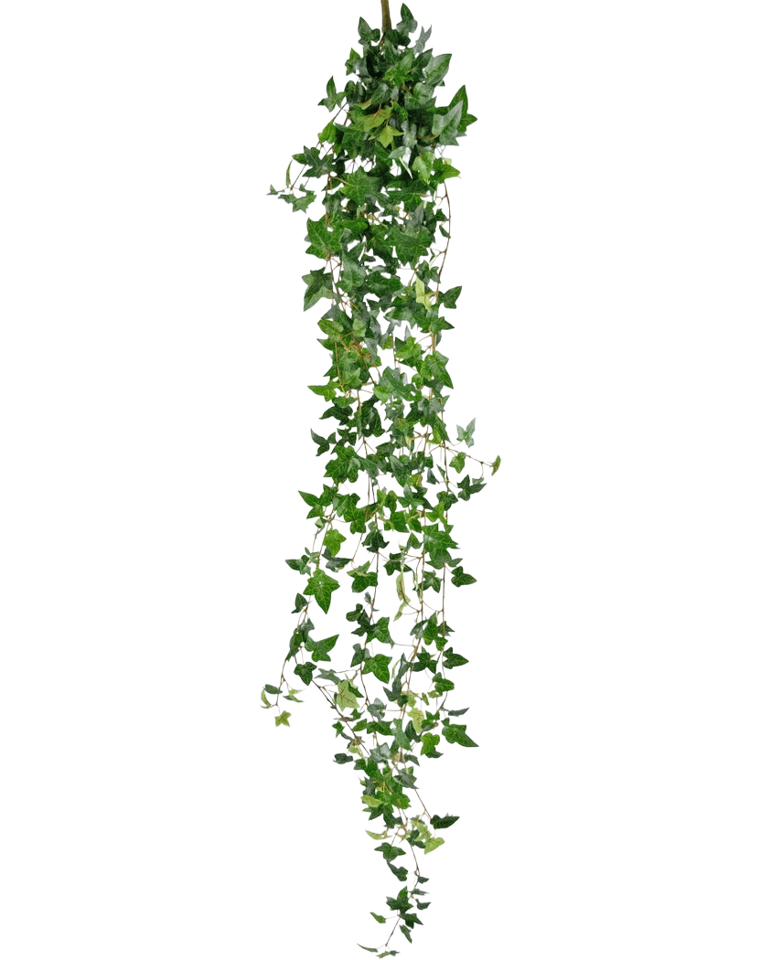 De Kunst hangplant Klimop Boston 180 cm groen heeft lange, hangende groene stelen met puntige bladeren die naar beneden vallen tegen een effen witte achtergrond.