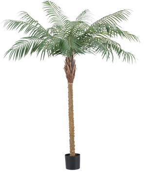 De Kunstplant Phoenix Palm De Luxe 180 cm heeft een hoge, realistische feniks palm met een bruine stam en groene bladeren, weergegeven in een kleine zwarte pot tegen een witte achtergrond.