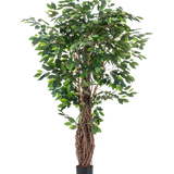 De Kunstplant Ficus Tropical Liana 180 cm heeft dichte groene bladeren en meerdere verstrengelde bruine stelen in een kleine zwarte pot, waardoor het een opvallend accent is voor elke ruimte tegen een effen witte achtergrond.