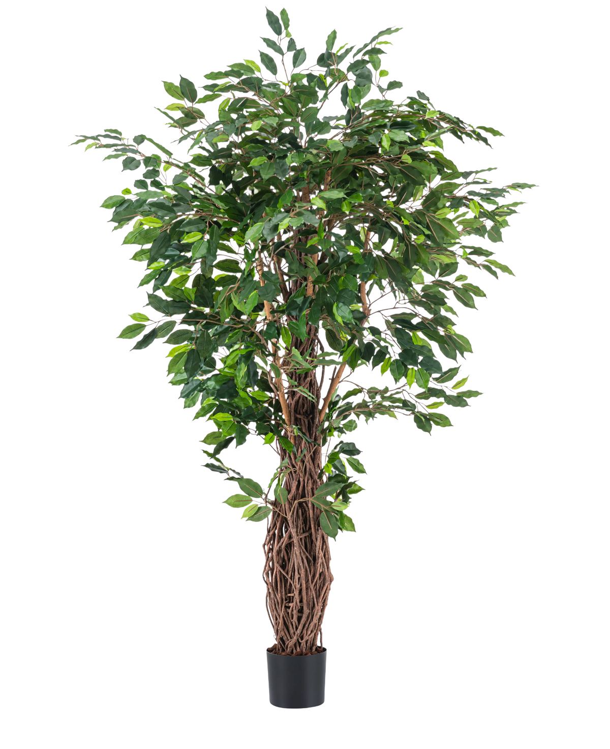 De Kunstplant Ficus Tropical Liana 180 cm heeft dichte groene bladeren en meerdere verstrengelde bruine stelen in een kleine zwarte pot, waardoor het een opvallend accent is voor elke ruimte tegen een effen witte achtergrond.