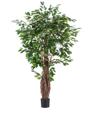 De Kunstplant Ficus Tropical Liana 180 cm heeft dichte groene bladeren en meerdere gedraaide bruine stelen in een kleine zwarte pot, waardoor het een perfecte grote kamerplant is voor elke ruimte.