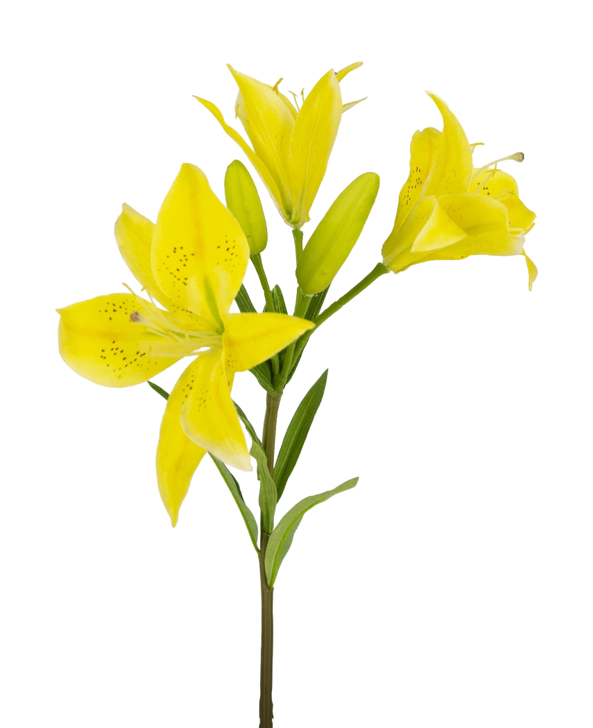De Kunstbloem Aziatische Lelie 66 cm geel heeft een steel met meerdere bloeiende gele lelies en ongeopende knoppen, puntige bloemblaadjes met donkere spikkels in het midden en groene bladeren, allemaal tegen een witte achtergrond.