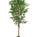 De Kunstplant Ficus Groen 240 cm is een hoge kunstboom met meerdere gevlochten stammen en weelderige groene bladeren, in een compacte zwarte pot tegen een effen witte achtergrond.