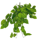 De Kunst Pothos Struik Deluxe 90cm heeft levendige groene, hartvormige bladeren op slanke stelen, tegen een effen witte achtergrond.
