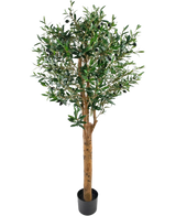 De Kunst olijfboom UV 155 cm is een onderhoudsvriendelijke kunstboom met groene bladeren en donkere olijven in een kleine zwarte pot, fraai gepresenteerd tegen een witte achtergrond.