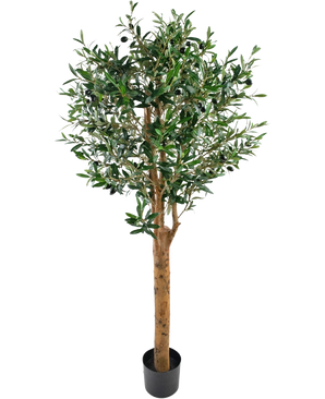 De Kunst olijfboom UV 155 cm is een onderhoudsvriendelijke kunstboom met groene bladeren en donkere olijven in een kleine zwarte pot, fraai gepresenteerd tegen een witte achtergrond.