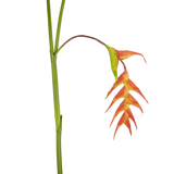 Een enkele Kunstbloem Heliconia 120 cm rood met opvallende rode schutbladeren en een groene steel, geïsoleerd op een witte achtergrond.