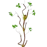 De Kunsttak Enkianthus 100 cm groen, een slanke kunstliaan met kleine groene blaadjes en mosaccenten, staat tegen een effen witte achtergrond.