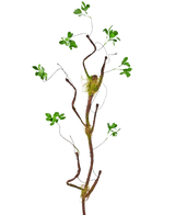 De Kunsttak Enkianthus 100 cm groen heeft een slanke, gedraaide tak met trossen groene bladeren en mosvlekken tegen een witte achtergrond.