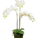 De Kunst Orchidee 58 cm wit heeft drie overhangende stelen met witte bloemen, groene bladeren en enkele ongeopende knoppen in een met mos bedekte pot tegen een effen achtergrond.