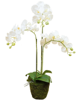 De Kunst Orchidee 58 cm wit heeft twee hoge groene stelen met verschillende witte bloemen en groene knoppen, allemaal gerangschikt in een met mos bedekte pot tegen een effen witte achtergrond.
