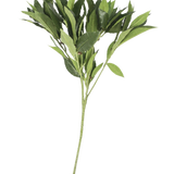 Het Kunstblad Laurier 50 cm groen heeft meerdere stengels met puntige bladeren, prachtig gedetailleerd en kunstzinnig, geïsoleerd gepresenteerd op een effen witte achtergrond.