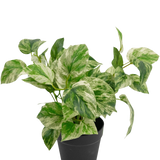 De Kunstplant Gouden Wijnstok in Pot 25cm heeft groen en wit bonte bladeren in een eenvoudige zwarte pot, tegen een effen witte achtergrond.