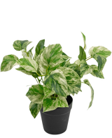 De Kunstplant Gouden Wijnstok in Pot 25cm heeft groen en wit bonte bladeren in een eenvoudige zwarte pot, tegen een witte achtergrond.