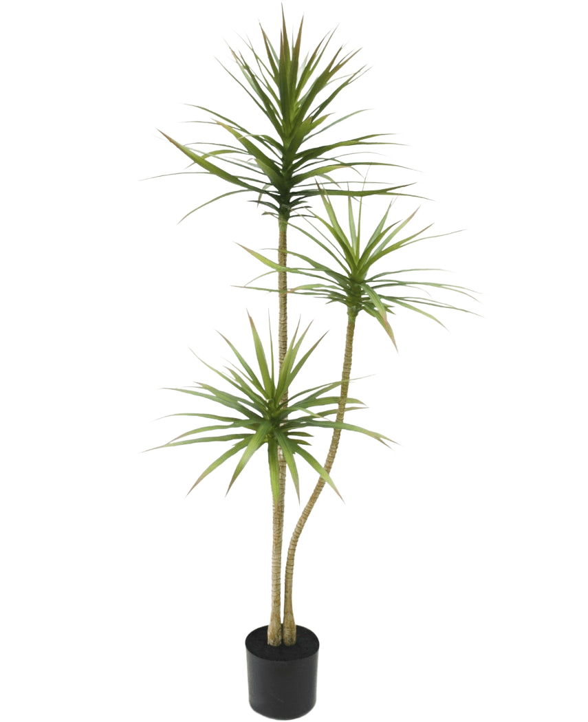 De Kunstplant Dracaena Fragnans 150 cm is een hoge kunstplant in pot met drie slanke stengels met piekerige groene bladeren tegen een effen witte achtergrond.