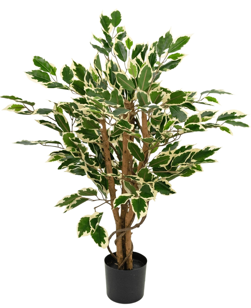 Kunstplant Ficus Groen/wit 90 cm met bruine stammen en groene bladeren met witte randen, getoond tegen een effen witte achtergrond.
