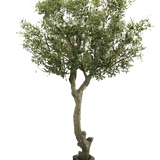 De Kunst Olijfboom zonder olijven 270 cm heeft een dikke, draaiende stam en weelderig groen blad in pot. Onderhoudsvriendelijk en perfect voor elk interieur, afgebeeld tegen een effen witte achtergrond.