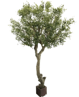 De Kunst Olijfboom zonder olijven 270 cm heeft een dikke, draaiende stam en weelderig groen blad in pot. Onderhoudsvriendelijk en perfect voor elk interieur, afgebeeld tegen een effen witte achtergrond.