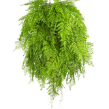 De Kunst hangplant Varen met wortels d80 cm met hangsysteem heeft lange, sierlijke bladeren en is perfect voor een stijlvolle interieurdecoratie tegen een witte achtergrond.