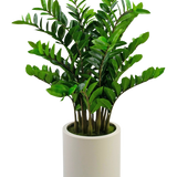 De Kunstplant Zamioculcas kant en klaar, 120 cm hoog met glanzend groene bladeren, staat rechtop in een eenvoudige beige pot tegen een effen witte achtergrond.