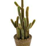 De Kunst Cactus Cereus 35 cm heeft meerdere lange, donzige groene en bruine stengels die in verschillende richtingen omhoog groeien, in een ronde pot met textuur en decoratieve stenen.