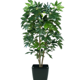 De Kunstplant Schefflera 150 cm heeft meerdere stelen en glanzend groene bladeren, gepresenteerd in een zwarte rechthoekige plantenbak tegen een effen witte achtergrond.
