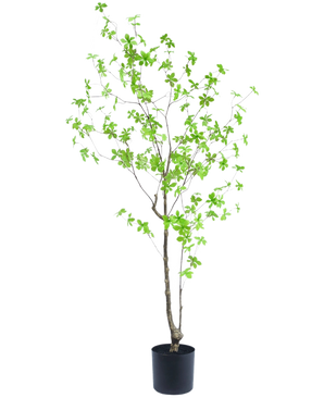 De Kunstplant Enkianthus 150 cm is een hoge potplant met dunne takken en kleine, levendige groene bladeren tegen een witte achtergrond.