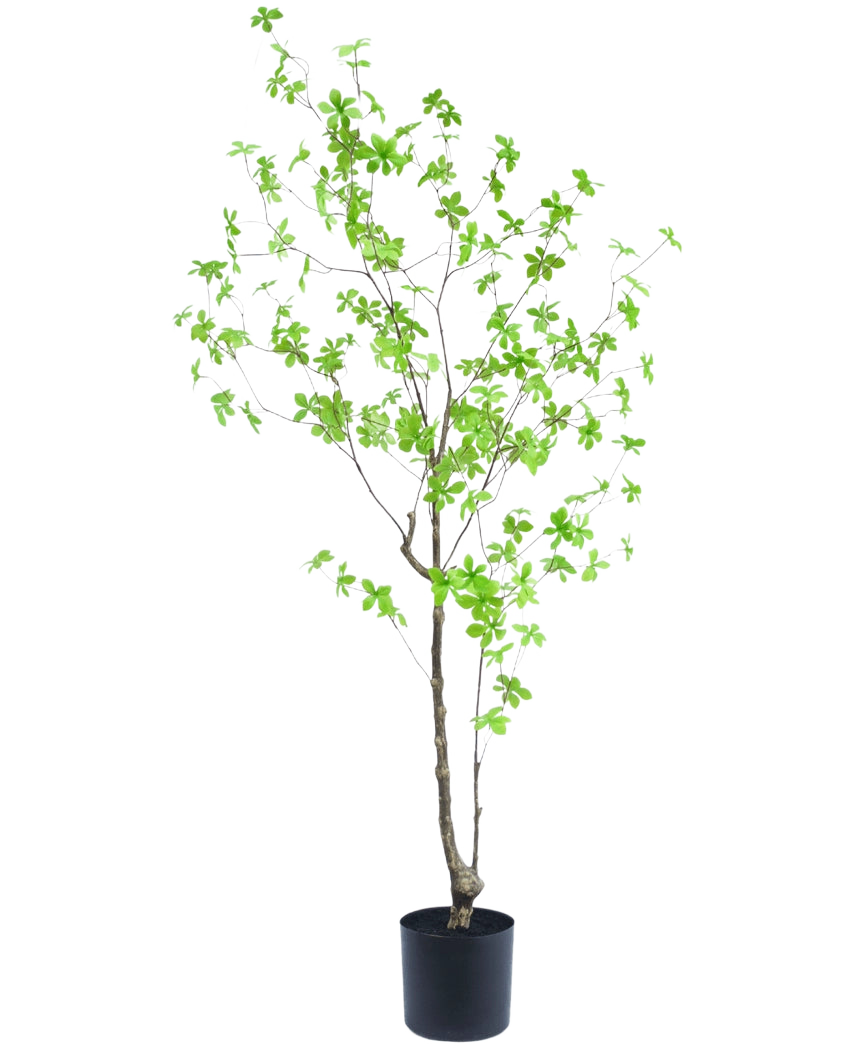 De Kunstplant Enkianthus 150 cm is een hoge potplant met dunne takken en kleine, heldergroene bladeren tegen een effen witte achtergrond.