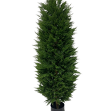 De Kunstplant Conifeer UV 180cm is een hoge, smalle kunst groenblijvende boom met dicht, donkergroen blad, afgebeeld tegen een witte achtergrond.