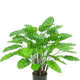 De Kunstplant Calathea Makoyana UV 75 cm rood is een kunstplant in pot met veel brede, levendige groene bladeren met lichtgroene strepen, dicht op elkaar geplaatst op meerdere stelen in een kleine zwarte pot tegen een witte achtergrond.