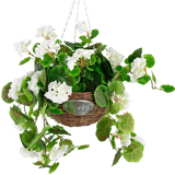 De Kunst begonia Wit in Mand UV 70cm heeft groene bladeren en witte begonia bloemen in een rieten mand met een metalen ketting, tegen een effen witte achtergrond.