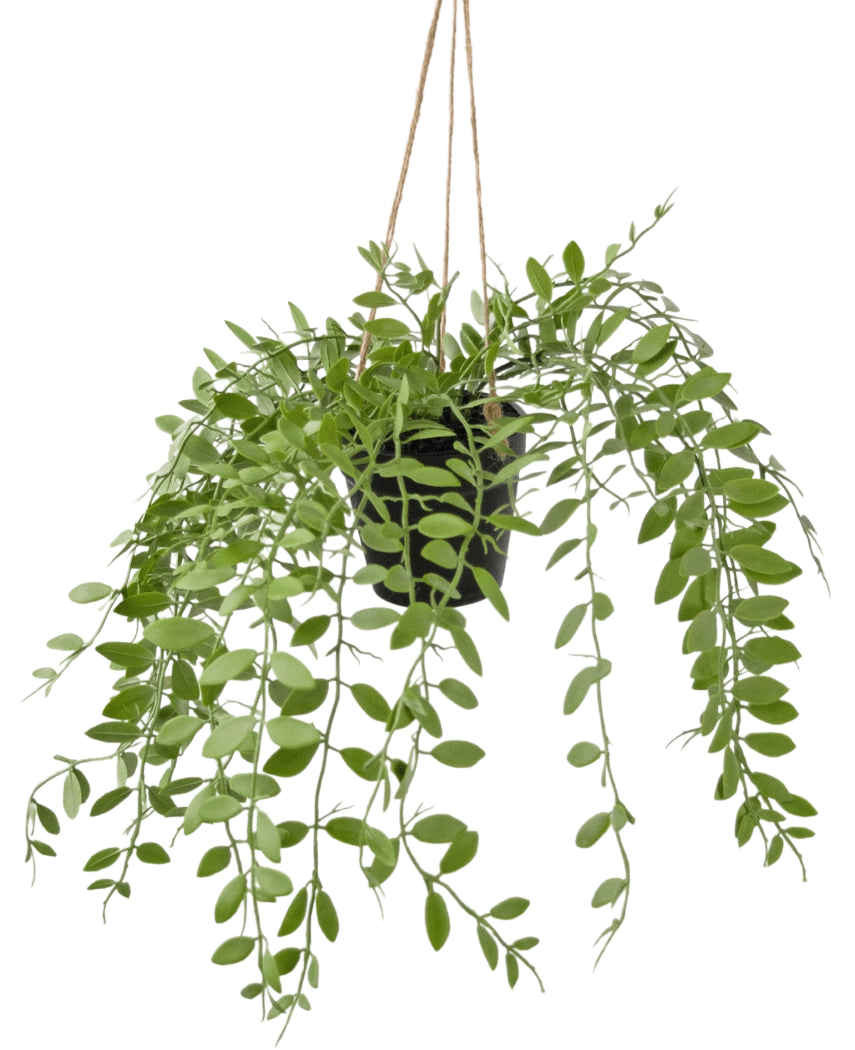 De Kunst hangplant Pumila in pot 30 cm heeft groene ranken met ovale bladeren, hangend aan drie touwtjes tegen een effen witte achtergrond.