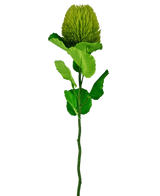 De Kunstbloem Banksia 59 cm groen is een enkele kunstgroene bloemstengel met grote gestructureerde bladeren en een ronde, piekerige groene bloem aan de bovenkant, geïsoleerd afgebeeld op een witte achtergrond.