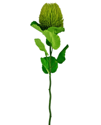 Fleur artificielle Banksia 59 cm verte