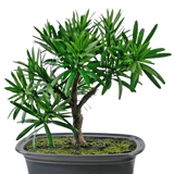 De Kunstplant Bonsai Podocarpus 20 cm heeft dichte groene bladeren en een slanke stam in een ondiepe ovale zwarte pot met mosgrond, tegen een witte achtergrond.