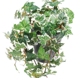 De Kunst Klimop Deluxe groen-wit in pot 22 cm UV heeft groen en wit bonte Engelse klimop die over een grijze pot cascadeert tegen een witte achtergrond.