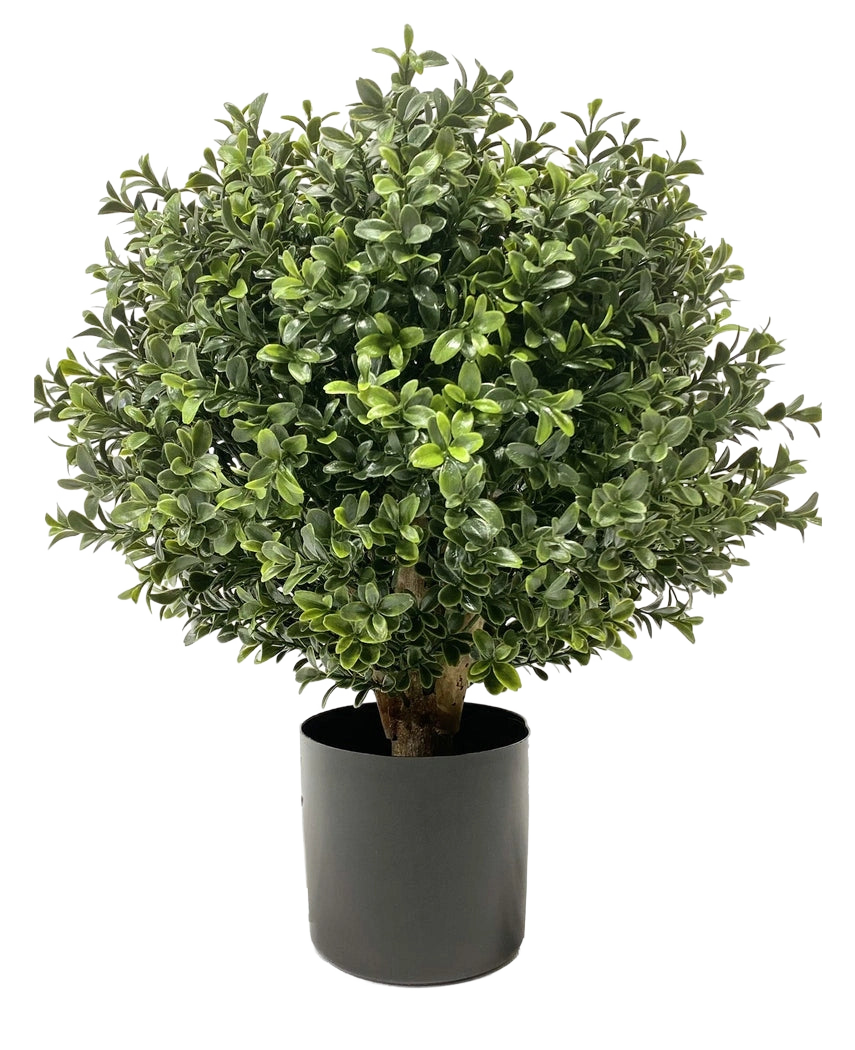 De Kunst Buxus op stam UV d30 cm is een ronde, bossige groene plant met dichte, glanzende bladeren in een effen zwarte cilindrische pot, afgebeeld tegen een witte achtergrond.