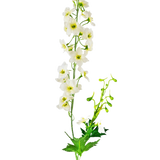 De Kunstbloem Delphinium 79 cm wit heeft een enkele steel van witte delphinium bloemen met groene bladeren en knoppen, geïsoleerd op een witte achtergrond.