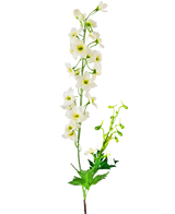 De Kunstbloem Delphinium 79 cm wit heeft een enkele witte delphinium stengel met meerdere kleine bloemetjes en groene blaadjes, tegen een effen witte achtergrond.