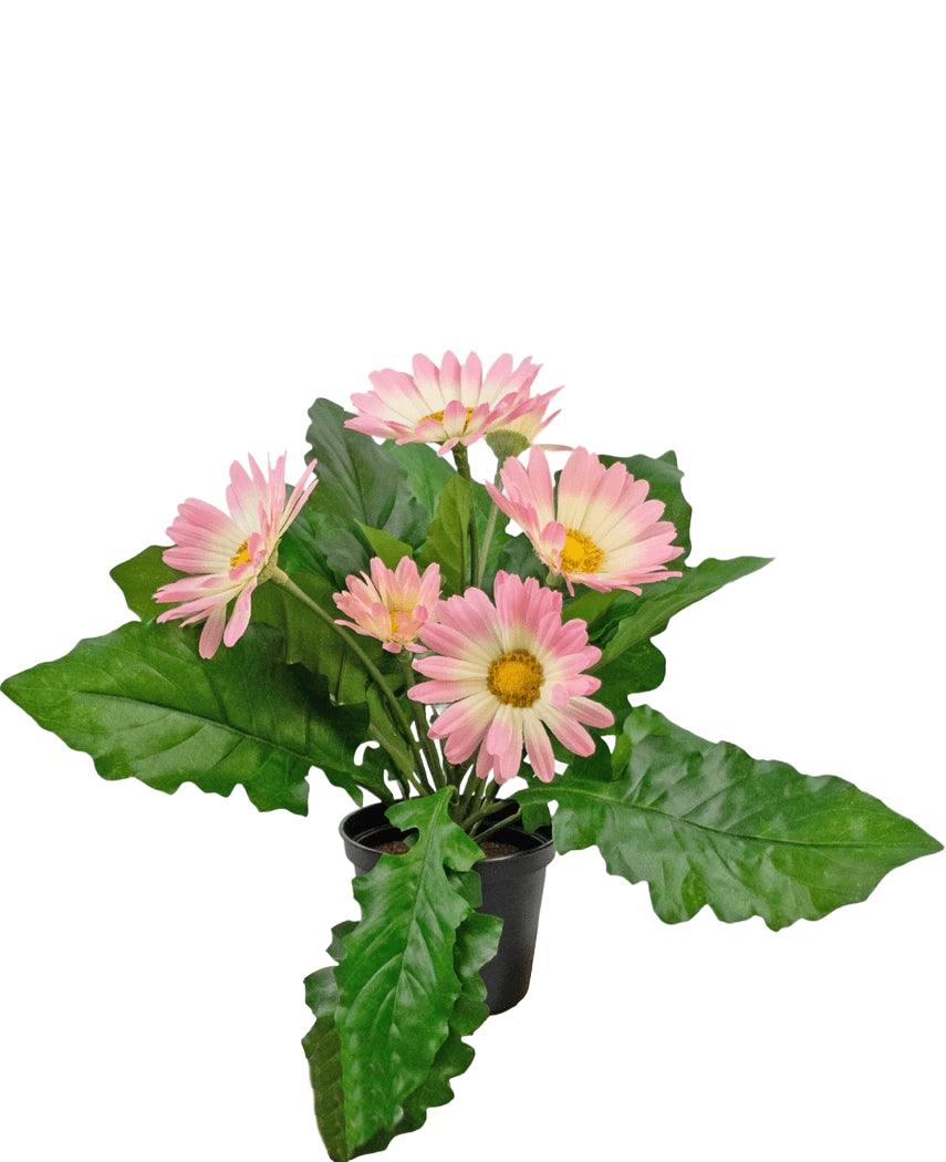 De Kunstplant Gerbera UV 28 cm roze heeft een kleine zwarte pot met levendige kunstroze gerberabloemen en weelderige groene bladeren, tegen een effen witte achtergrond.