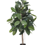 De Kunstplant Rubber Plant 150 cm heeft brede, glanzende donkergroene bladeren en staat in een kleine zwarte pot tegen een witte achtergrond.